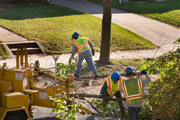 Westville, IL Tree Services Company